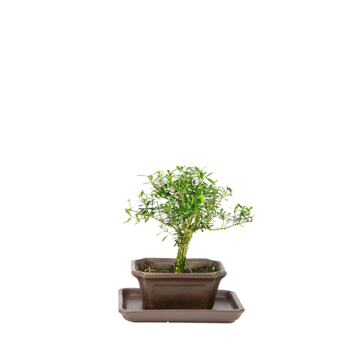 Buxus harlandii Bonsaï dans un pot bleu 13 cm, hauteur ~21 cm