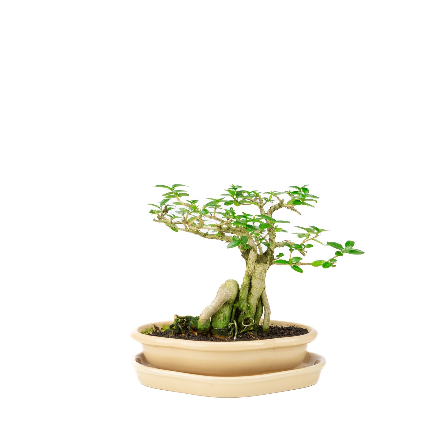 Premna Bonsaï dans un pot crème 22 cm, hauteur ~22 cm