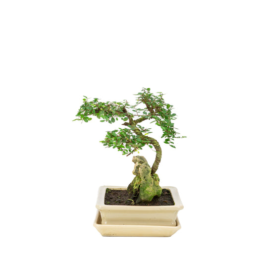 Bonsaï Zelkova avec pierre dans un pot crème 21 cm, hauteur ~26 cm
