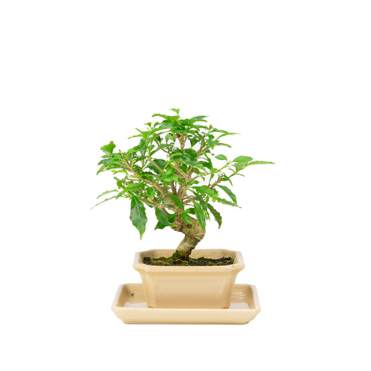 Bougainvillea glabra Bonsaï en pot crème 14 cm, hauteur ~24 cm