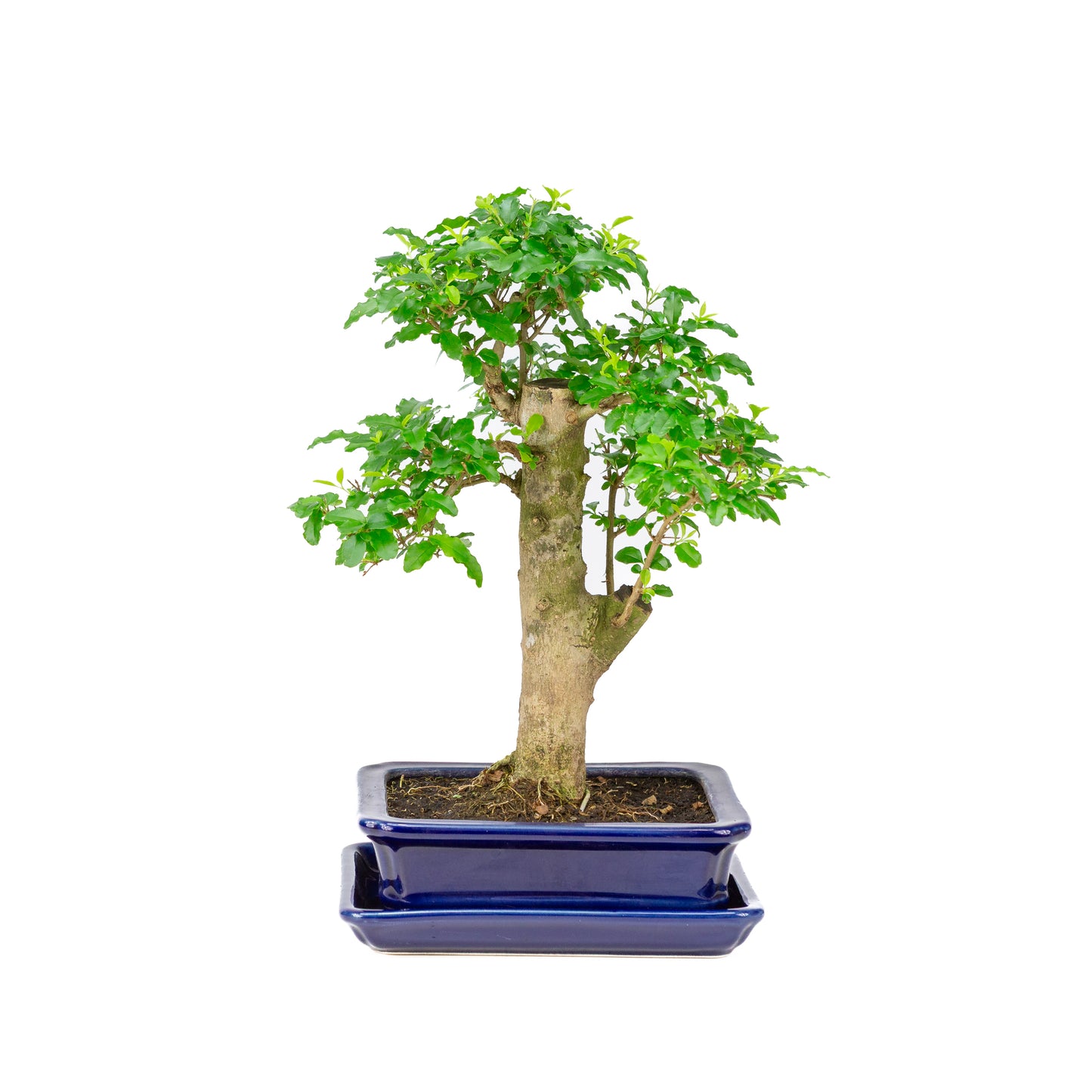 Ligustrum ovalifolium Bonsaï en pot bleu 16 cm, hauteur ~31 cm