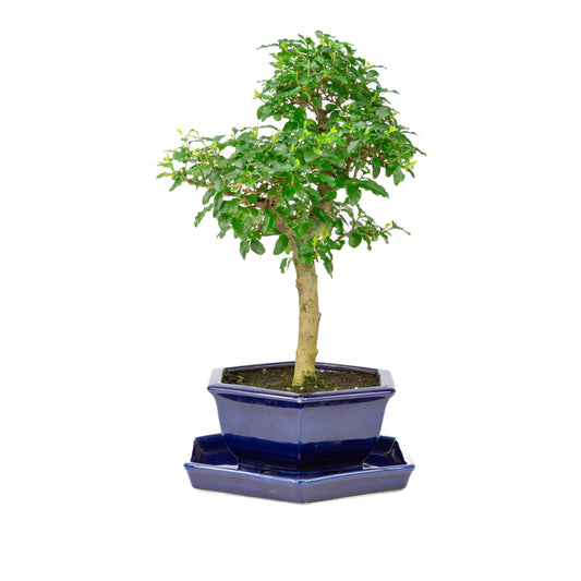 Ligustrum ovalifolium Bonsaï dans un pot bleu 18 cm, hauteur ~37 cm