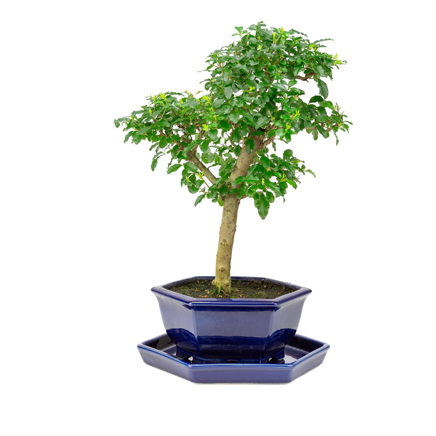 Ligustrum ovalifolium Bonsaï dans un pot bleu 18 cm, hauteur ~37 cm