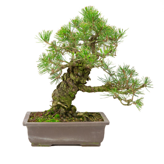 Pinus thunbergii pot non émaillé 28 cm, hauteur ~44 cm