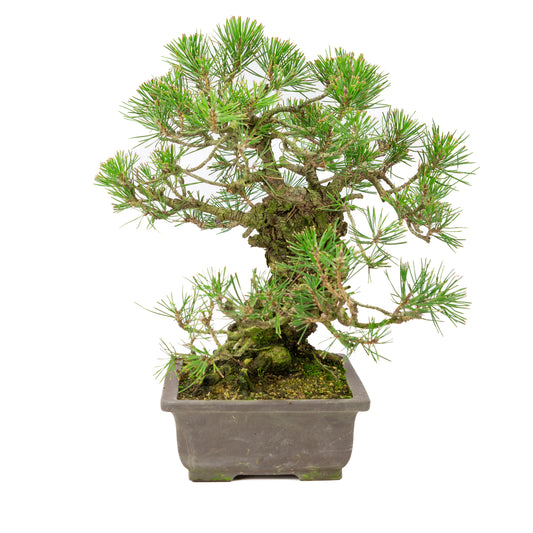 Pinus thunbergii pot non émaillé 28 cm, hauteur ~44 cm