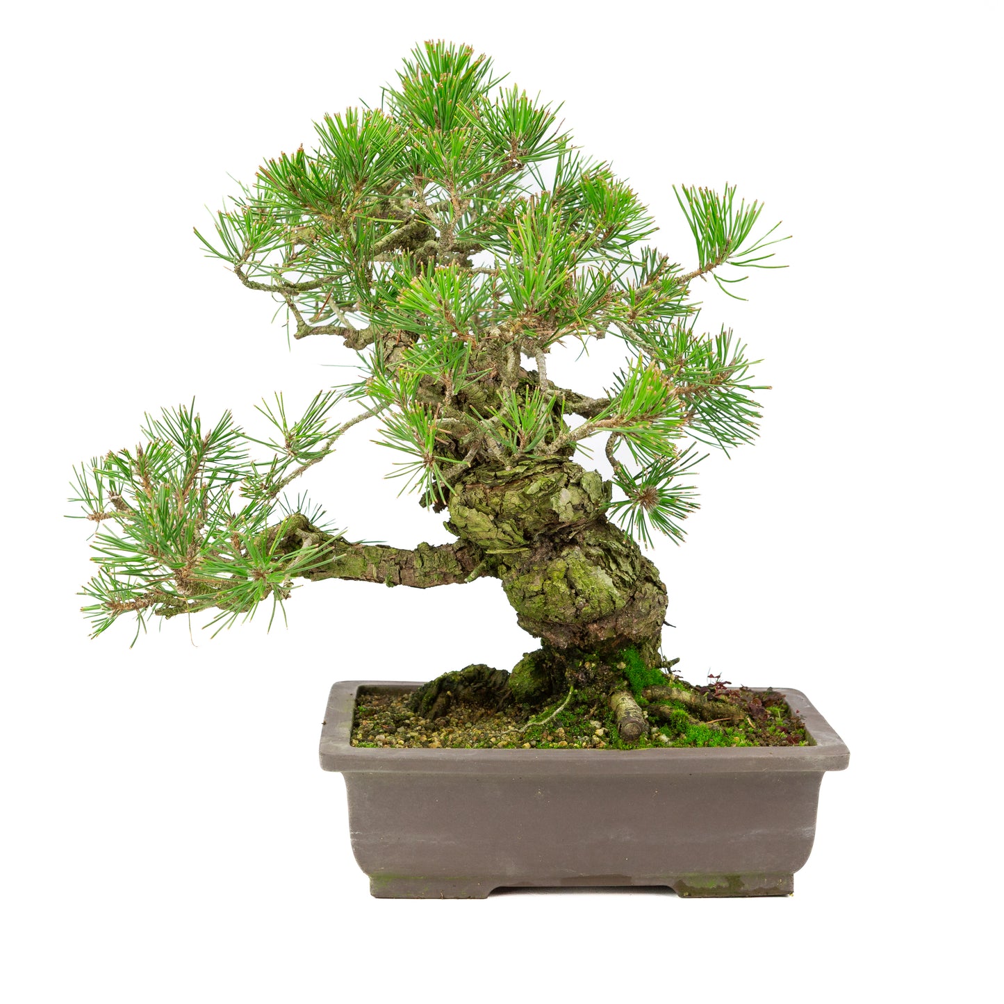 Pinus thunbergii pot non émaillé 28 cm, hauteur ~44 cm