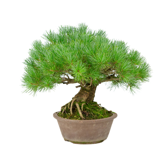 Pinus parviflora pot rond non émaillé 21 cm, hauteur ~38 cm