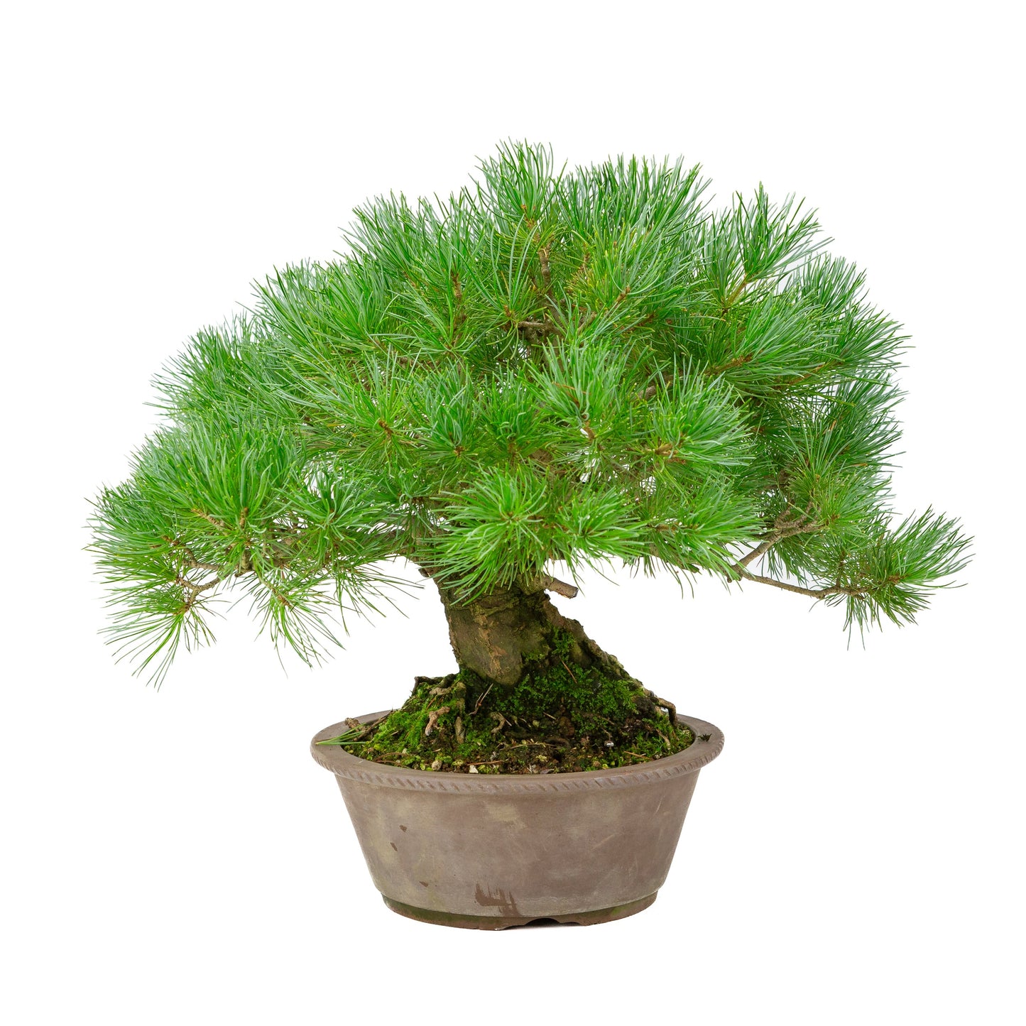 Pinus parviflora pot rond non émaillé 21 cm, hauteur ~38 cm