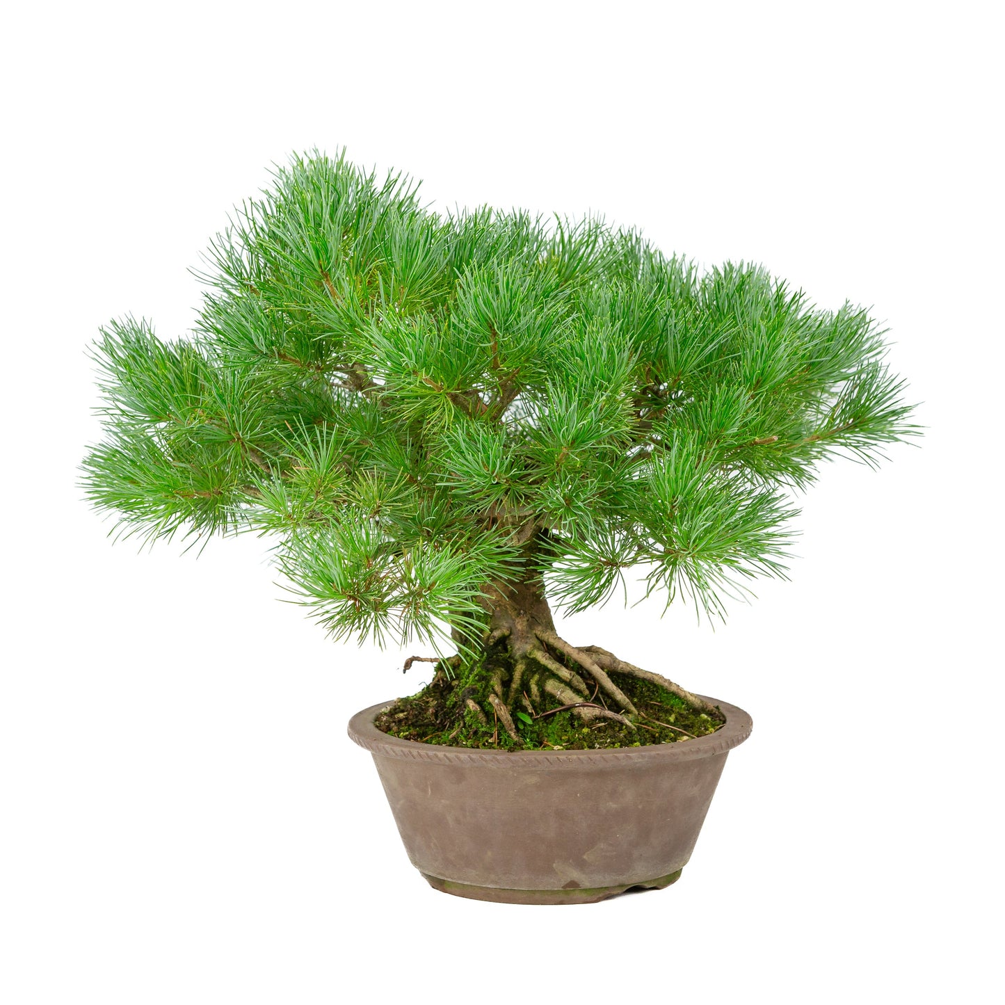 Pinus parviflora pot rond non émaillé 21 cm, hauteur ~38 cm