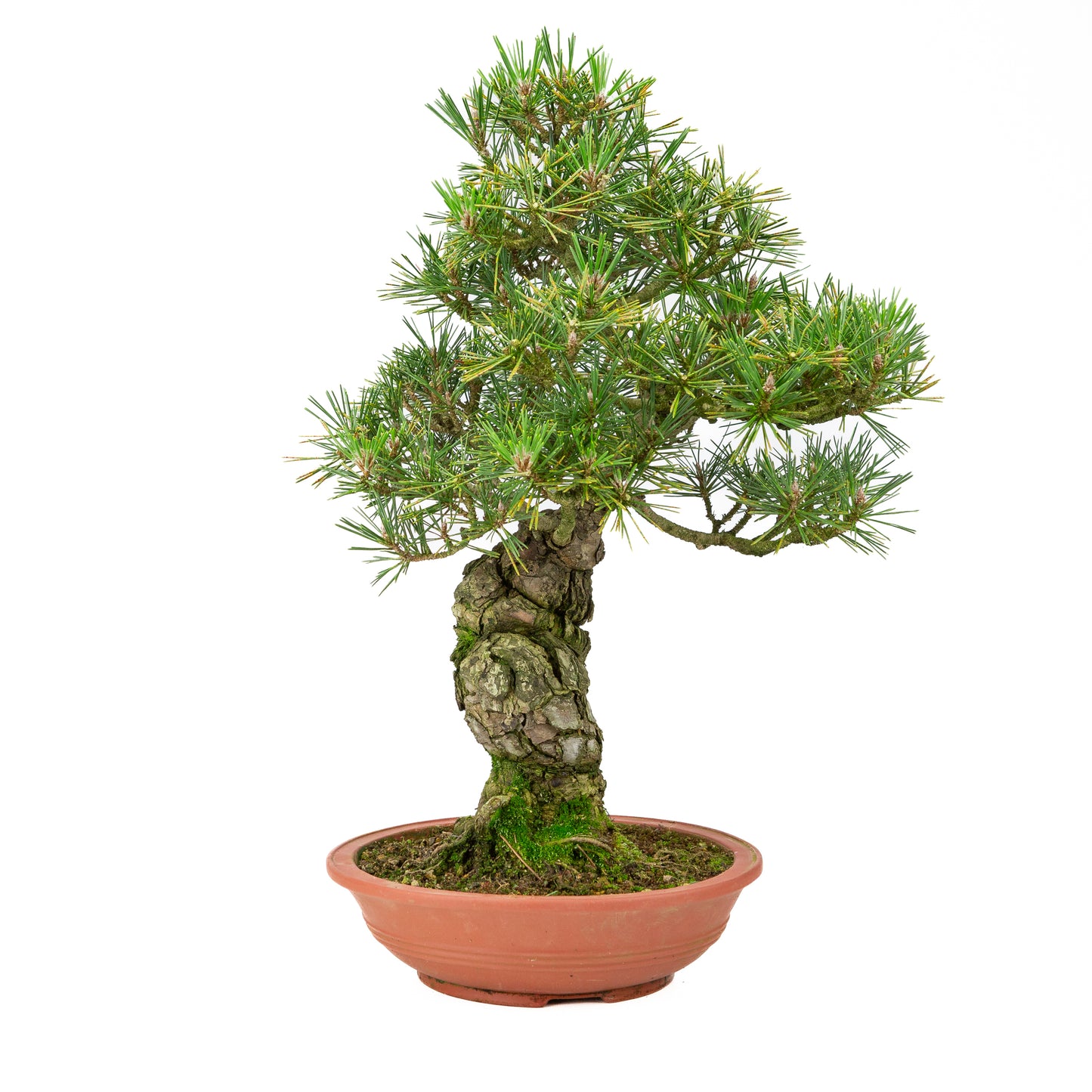Pinus thunbergii pot non émaillé 25m, hauteur ~52cm