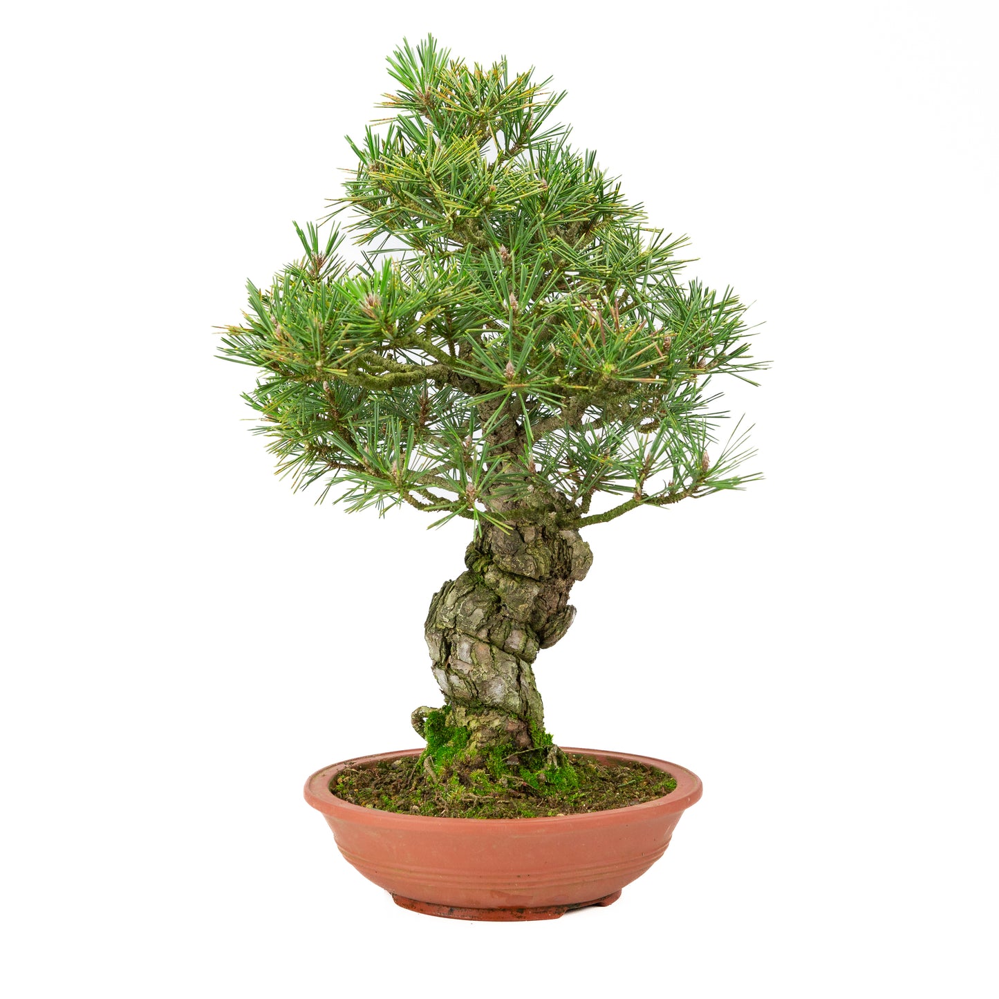 Pinus thunbergii pot non émaillé 25m, hauteur ~52cm