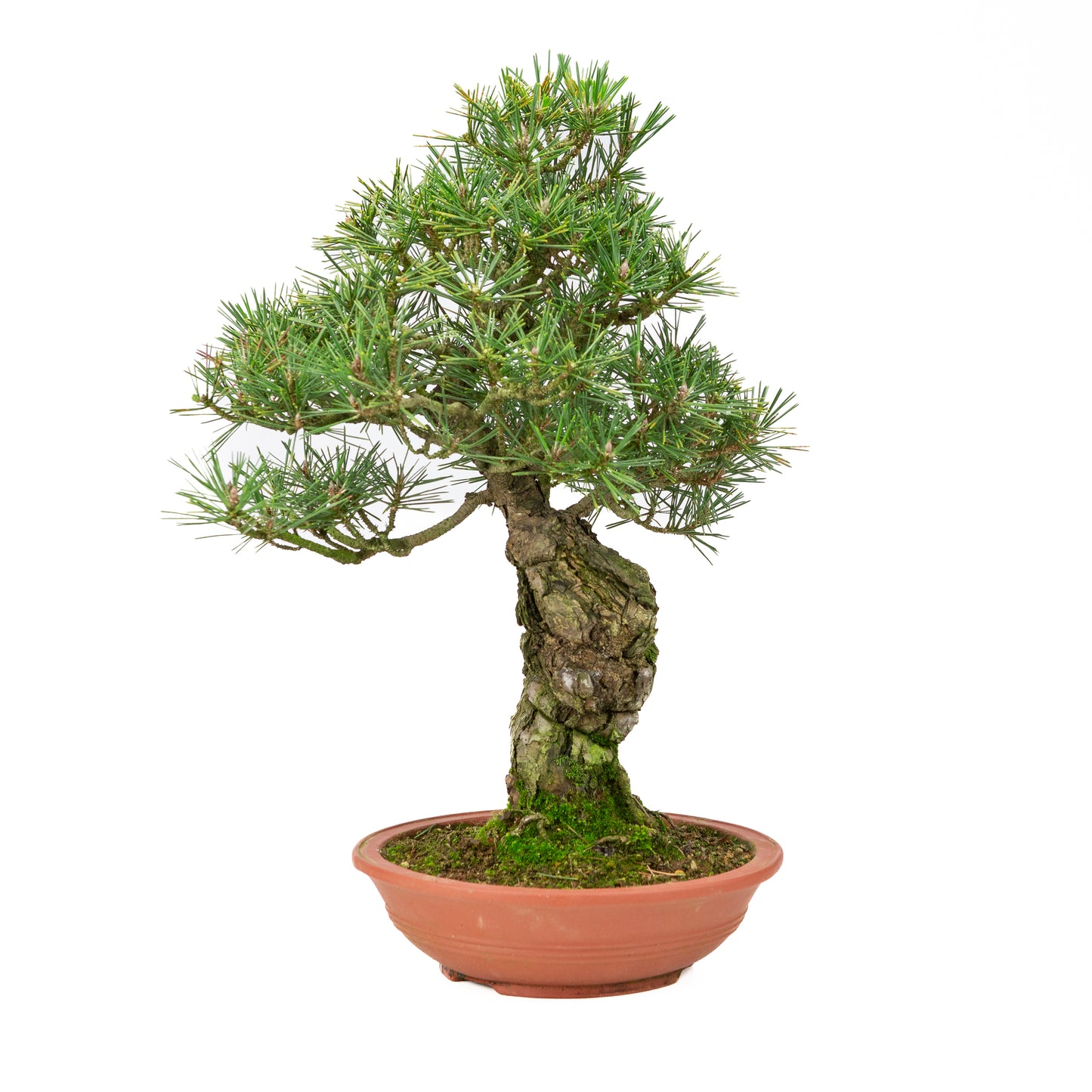 Pinus thunbergii pot non émaillé 25m, hauteur ~52cm