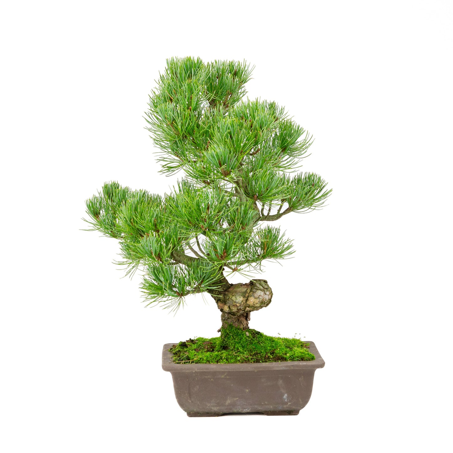 Pinus parviflora pot rectangulaire non émaillé 20 cm, hauteur ~44 cm