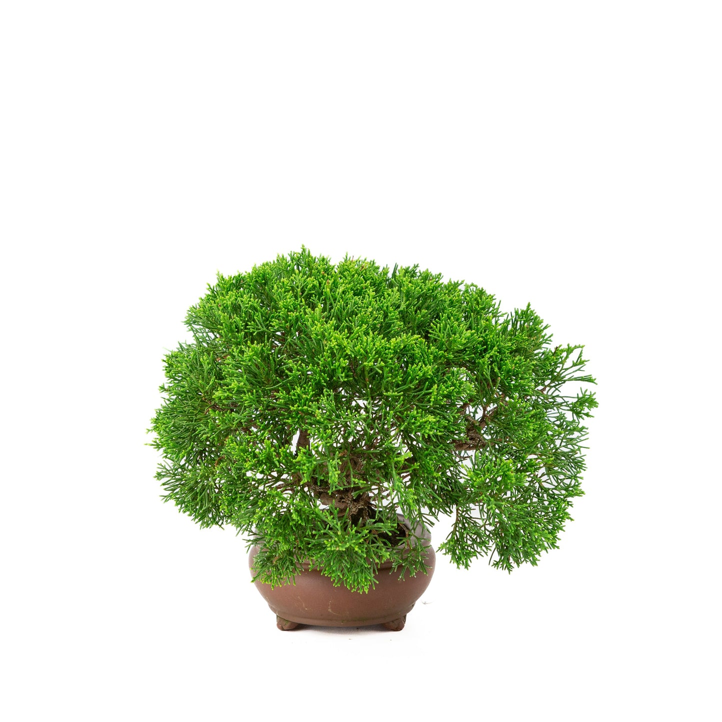 Juniperus chinensis pot non émaillé 13 cm, hauteur ~27 cm