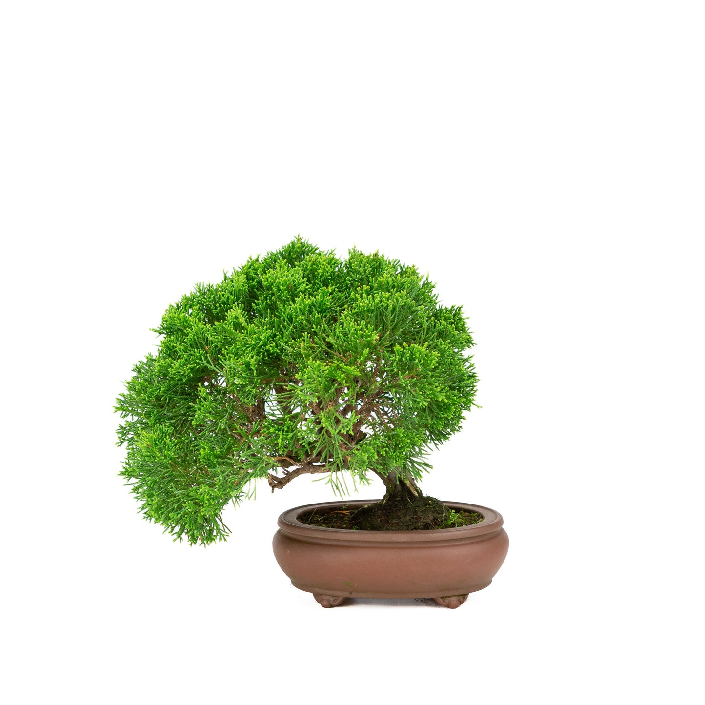 Juniperus chinensis pot non émaillé 13 cm, hauteur ~27 cm