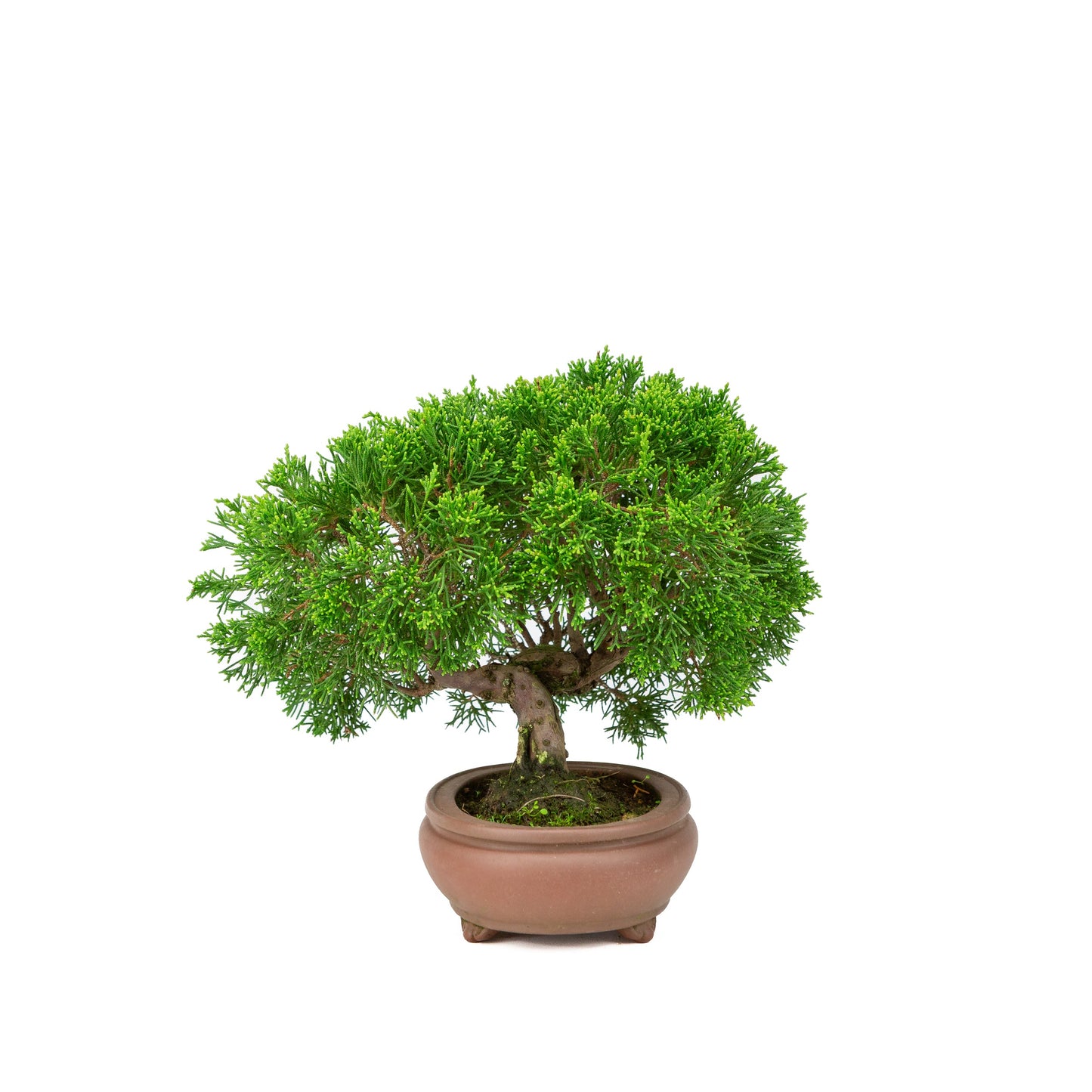 Juniperus chinensis pot non émaillé 13 cm, hauteur ~27 cm