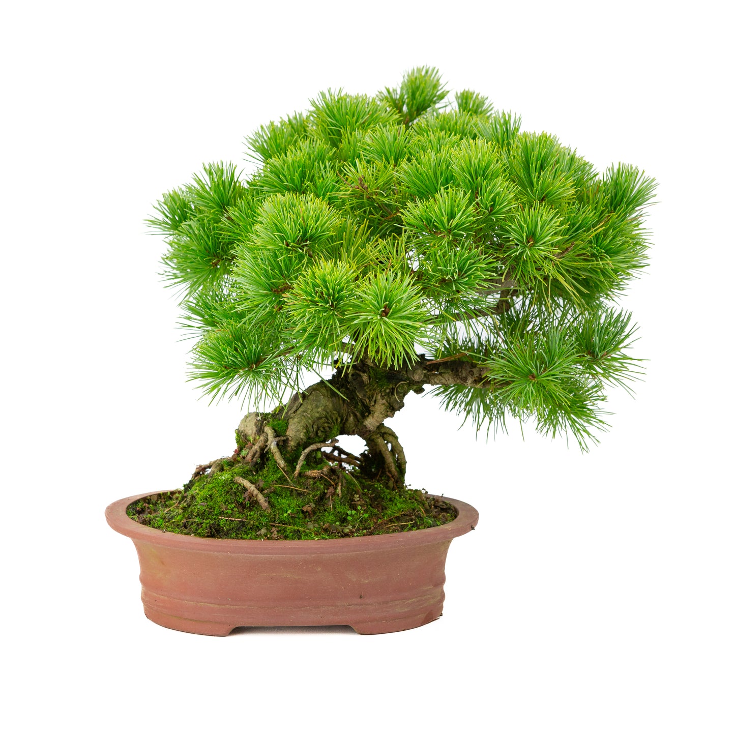Pinus parviflora pot ovale non émaillé 26 cm, hauteur ~37 cm