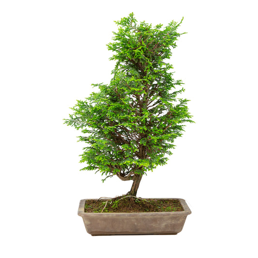Chamaecyparis obtusa pot non émaillé 27 cm, hauteur ~43 cm