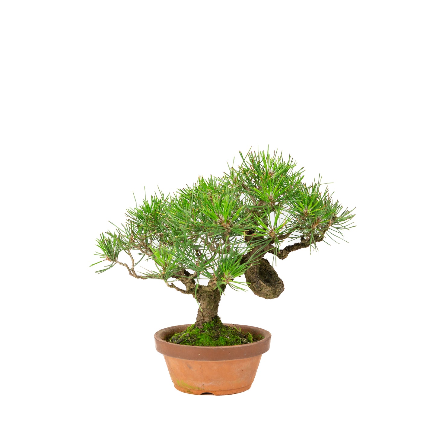 Pinus thunbergii pot en terre cuite 14 cm, hauteur ~27 cm