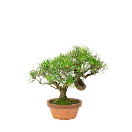 Pinus thunbergii pot en terre cuite 14 cm, hauteur ~27 cm