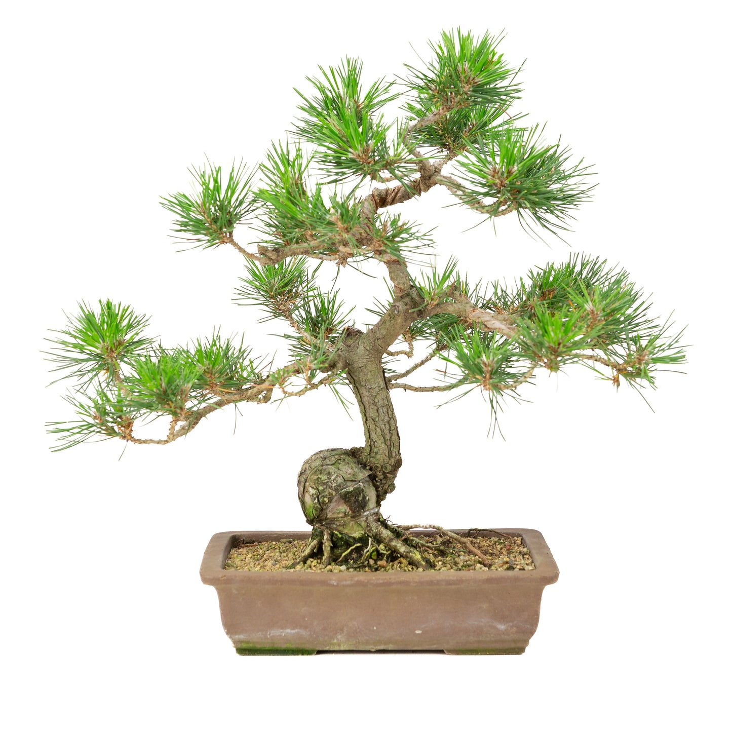 Pinus thunbergii pot non émaillé 25 cm, hauteur ~43 cm