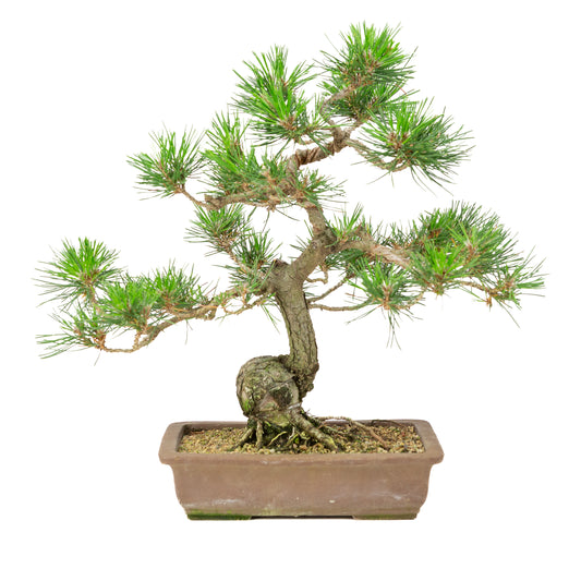 Pinus thunbergii pot non émaillé 25 cm, hauteur ~43 cm