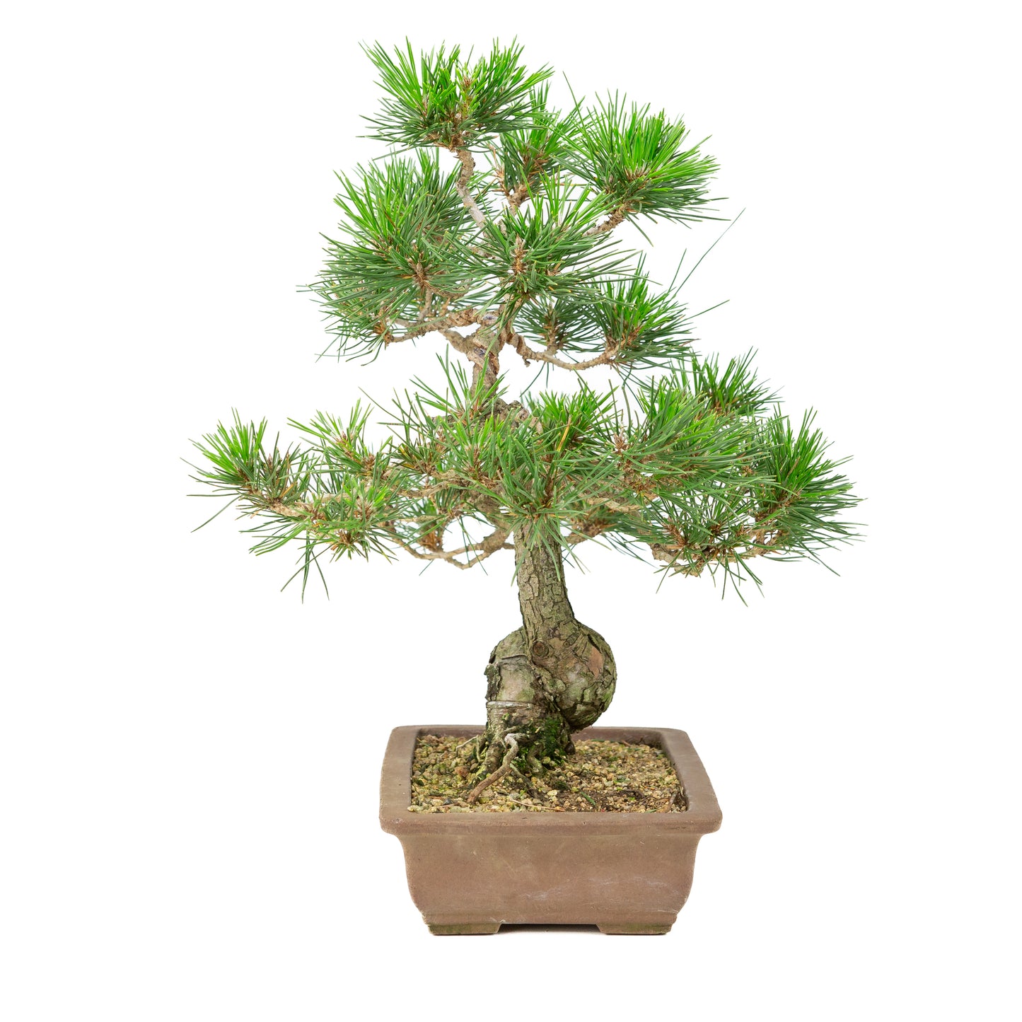 Pinus thunbergii pot non émaillé 25 cm, hauteur ~43 cm