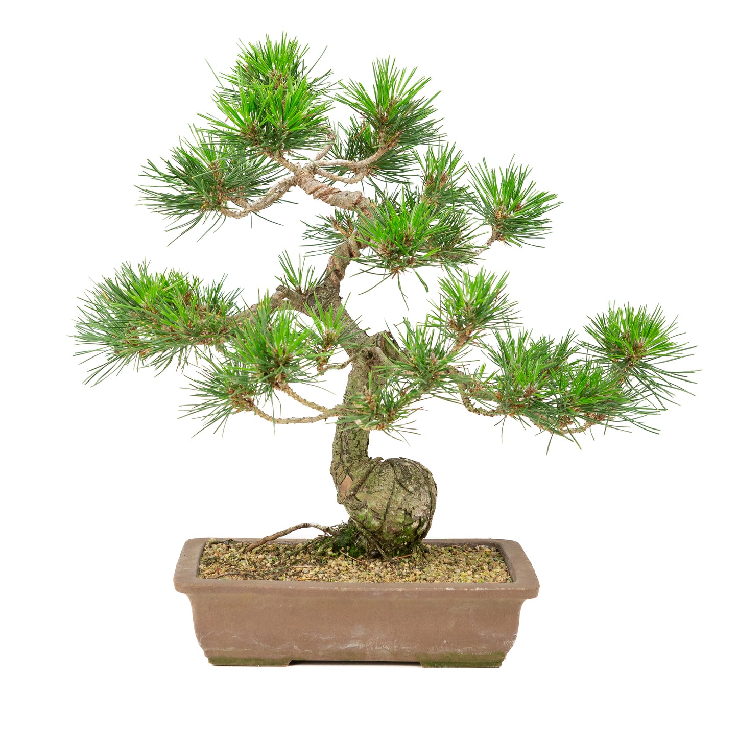 Pinus thunbergii pot non émaillé 25 cm, hauteur ~43 cm