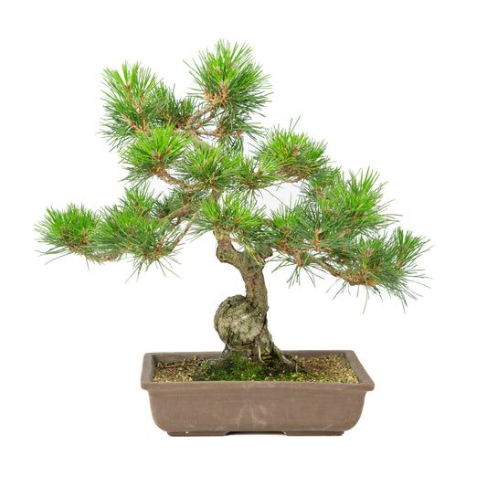 Pinus thunbergii pot non émaillé 24 cm, hauteur ~41 cm