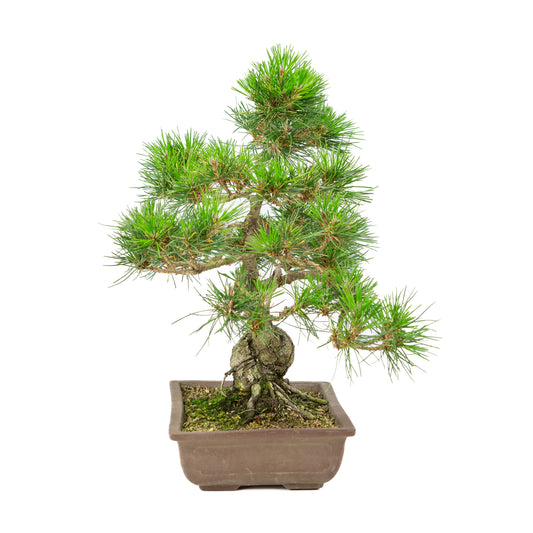 Pinus thunbergii pot non émaillé 24 cm, hauteur ~41 cm