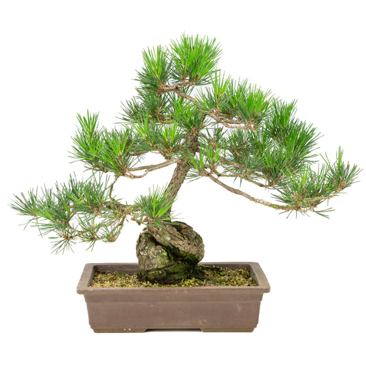 Pinus thunbergii pot non émaillé 26 cm, hauteur ~40 cm