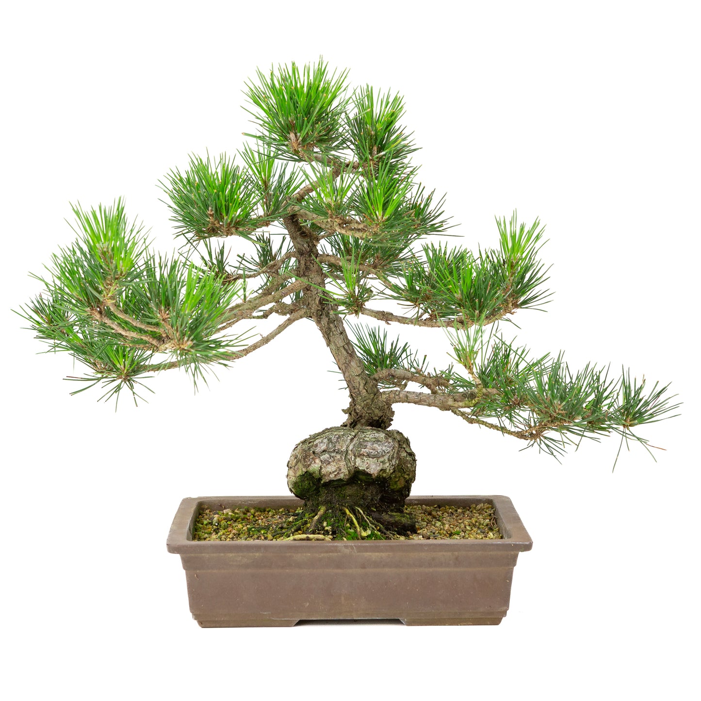 Pinus thunbergii pot non émaillé 26 cm, hauteur ~40 cm
