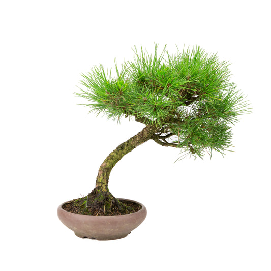 Pinus thunbergii pot non émaillé 17 cm, hauteur ~36 cm