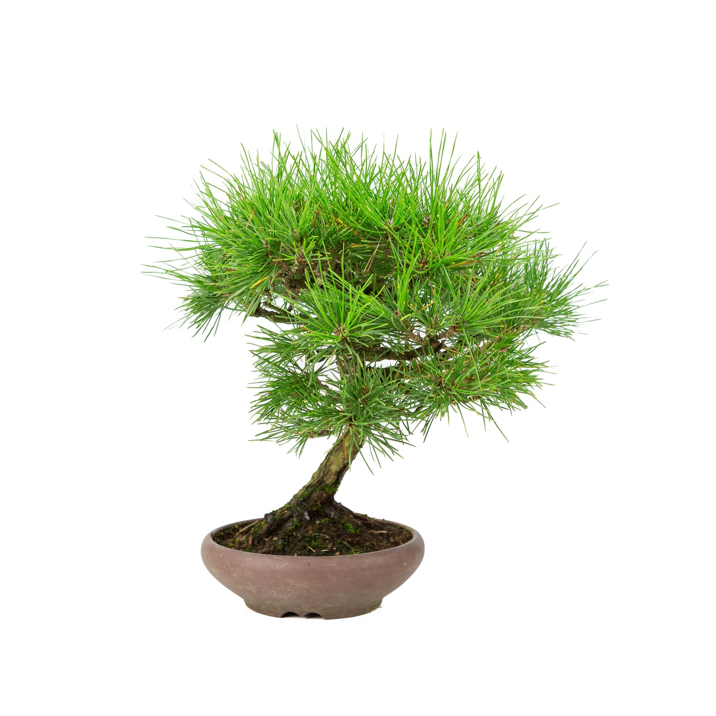 Pinus thunbergii pot non émaillé 17 cm, hauteur ~36 cm