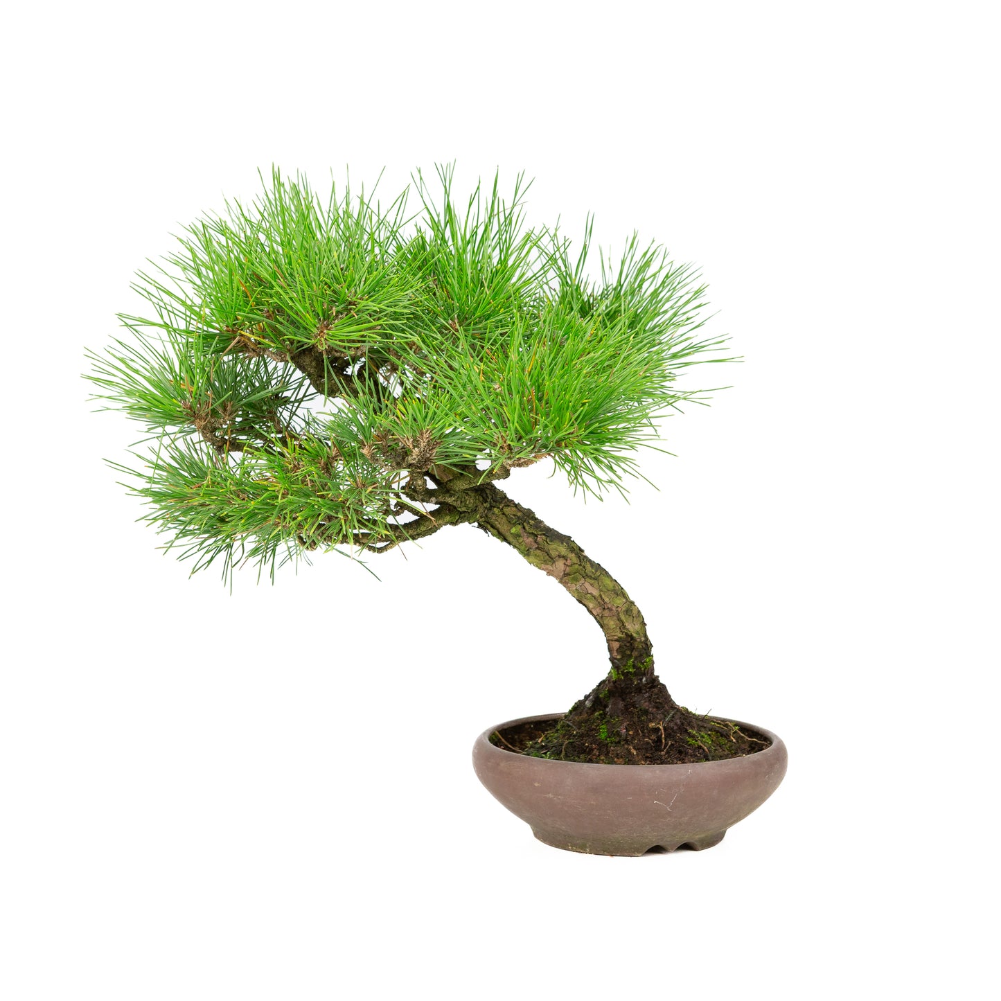 Pinus thunbergii pot non émaillé 17 cm, hauteur ~36 cm