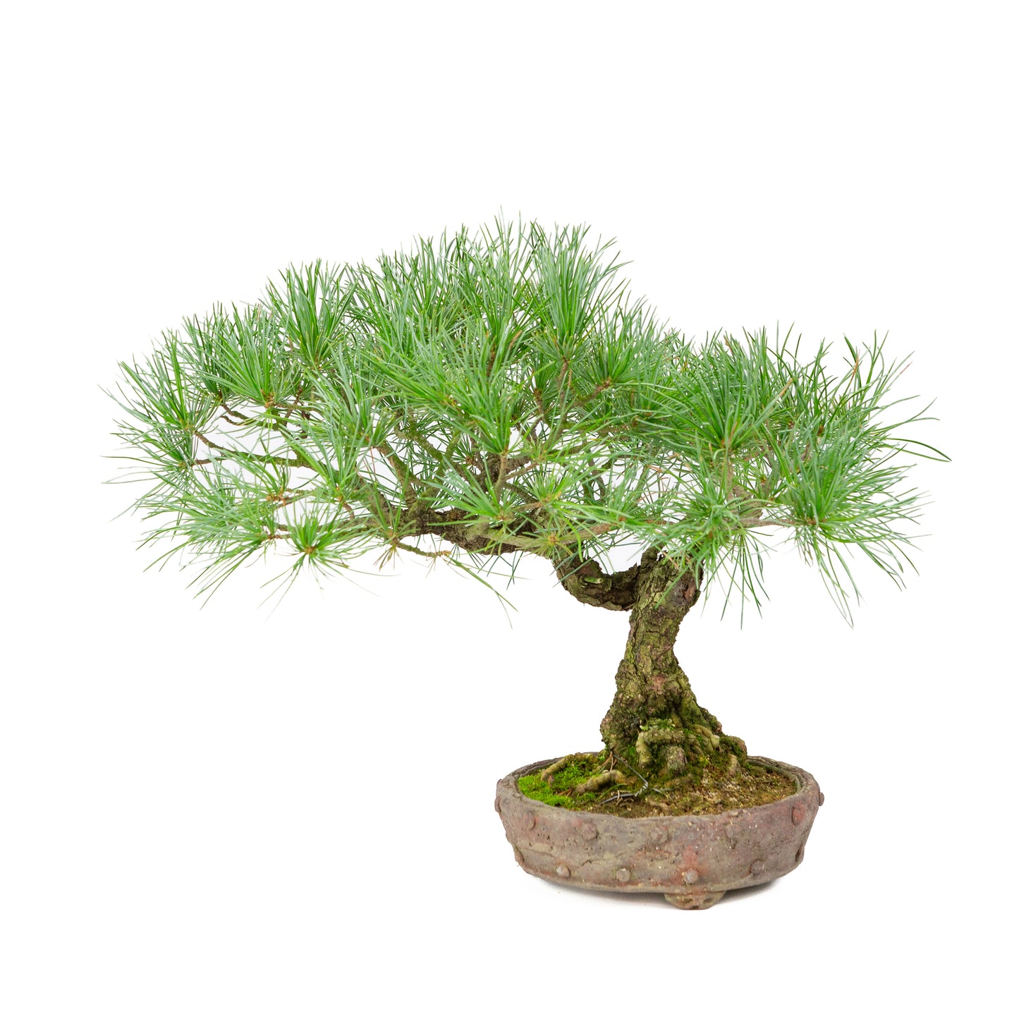 Pinus parviflora pot rond non émaillé 16 cm, hauteur ~32 cm