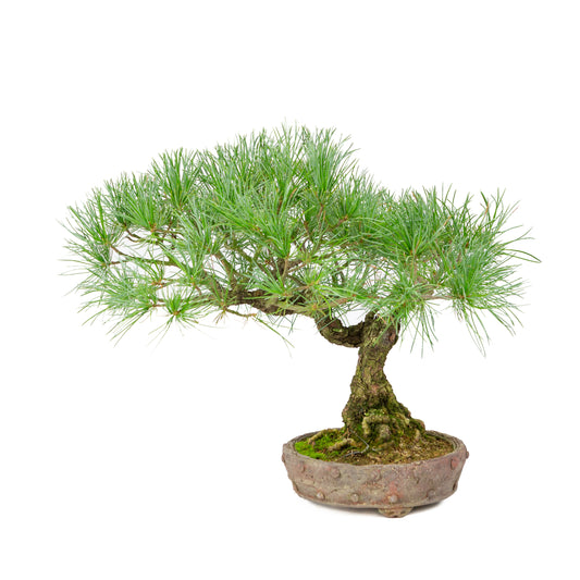 Pinus parviflora pot rond non émaillé 16 cm, hauteur ~32 cm