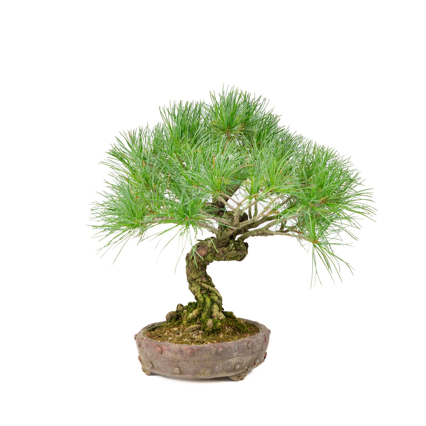 Pinus parviflora pot rond non émaillé 16 cm, hauteur ~32 cm