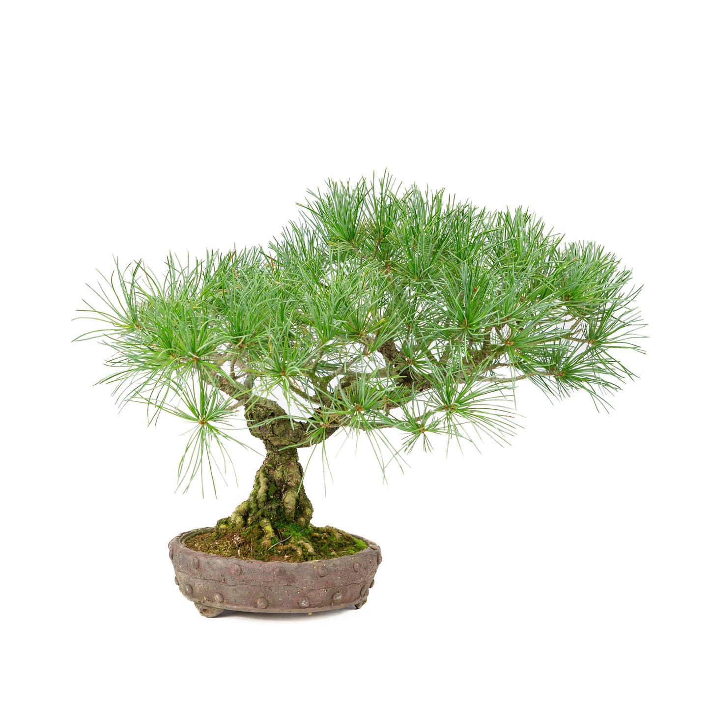 Pinus parviflora pot rond non émaillé 16 cm, hauteur ~32 cm