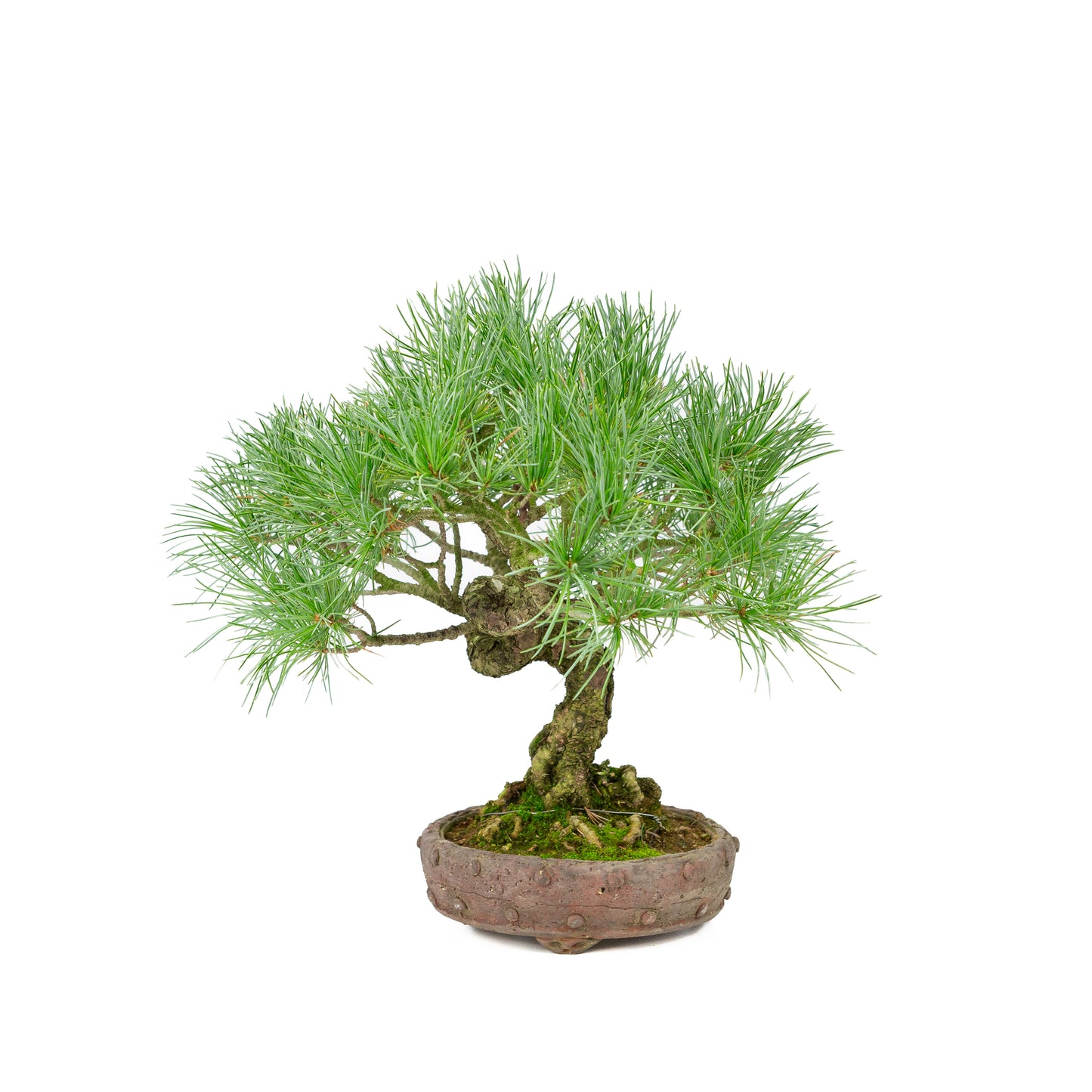 Pinus parviflora pot rond non émaillé 16 cm, hauteur ~32 cm