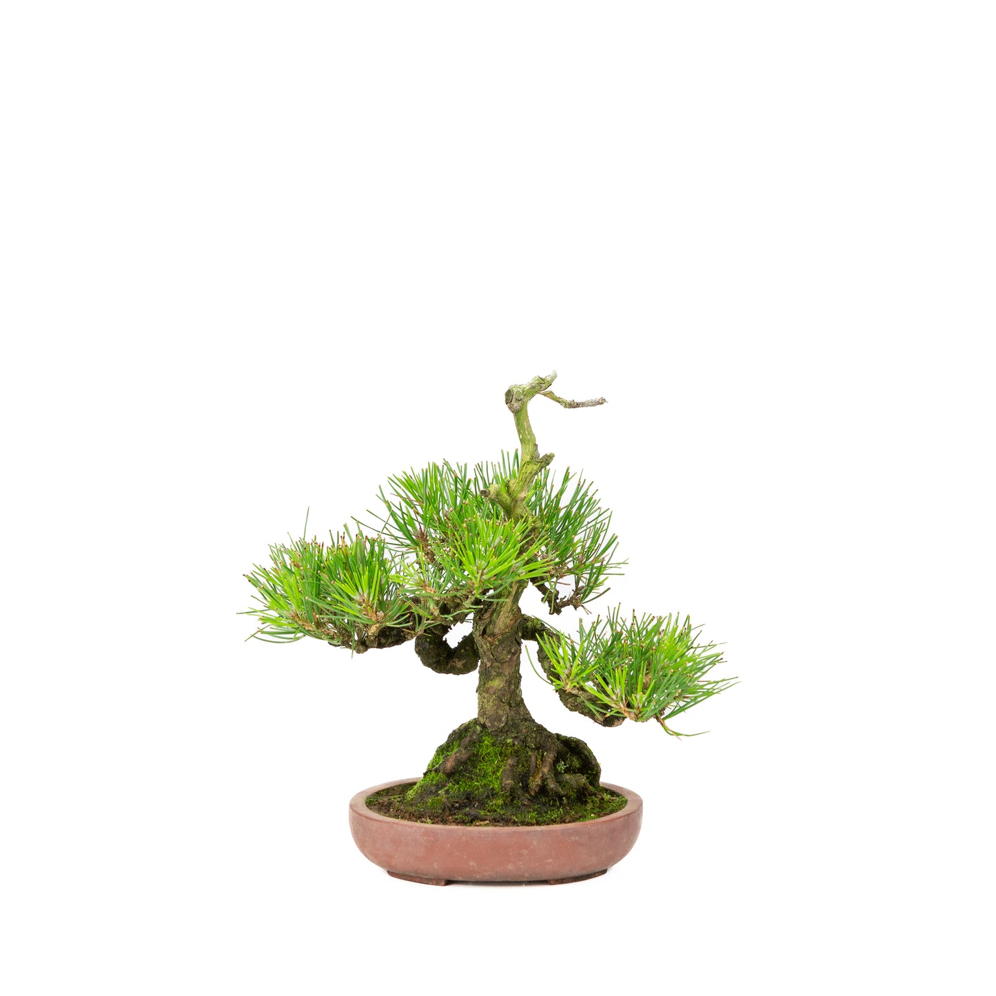 Pinus thunbergii pot non émaillé 15 cm, hauteur ~25 cm