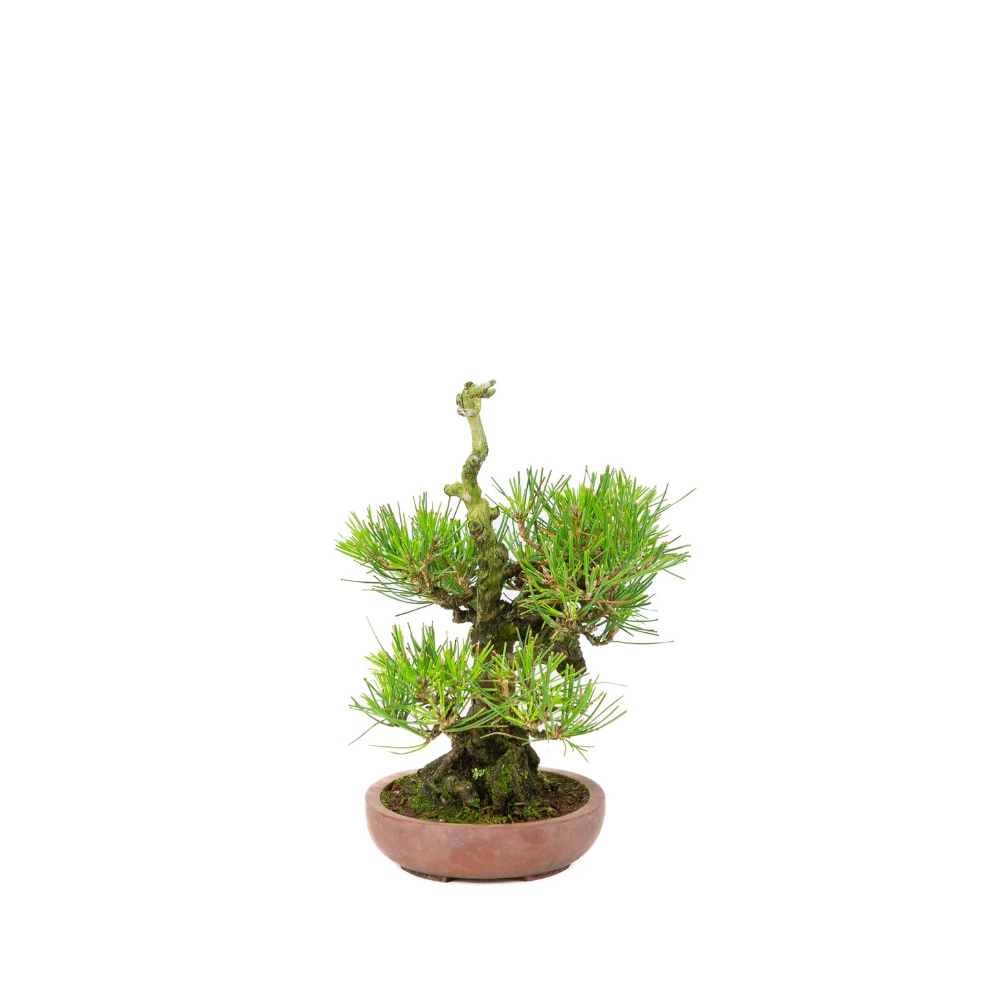 Pinus thunbergii pot non émaillé 15 cm, hauteur ~25 cm