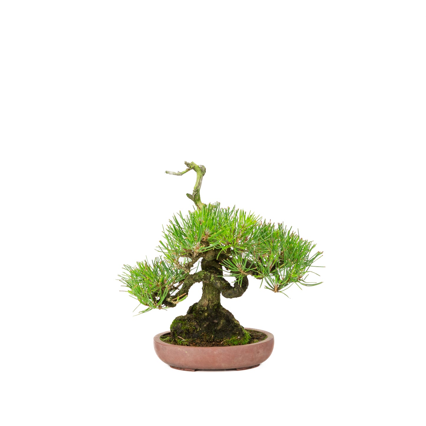 Pinus thunbergii pot non émaillé 15 cm, hauteur ~25 cm