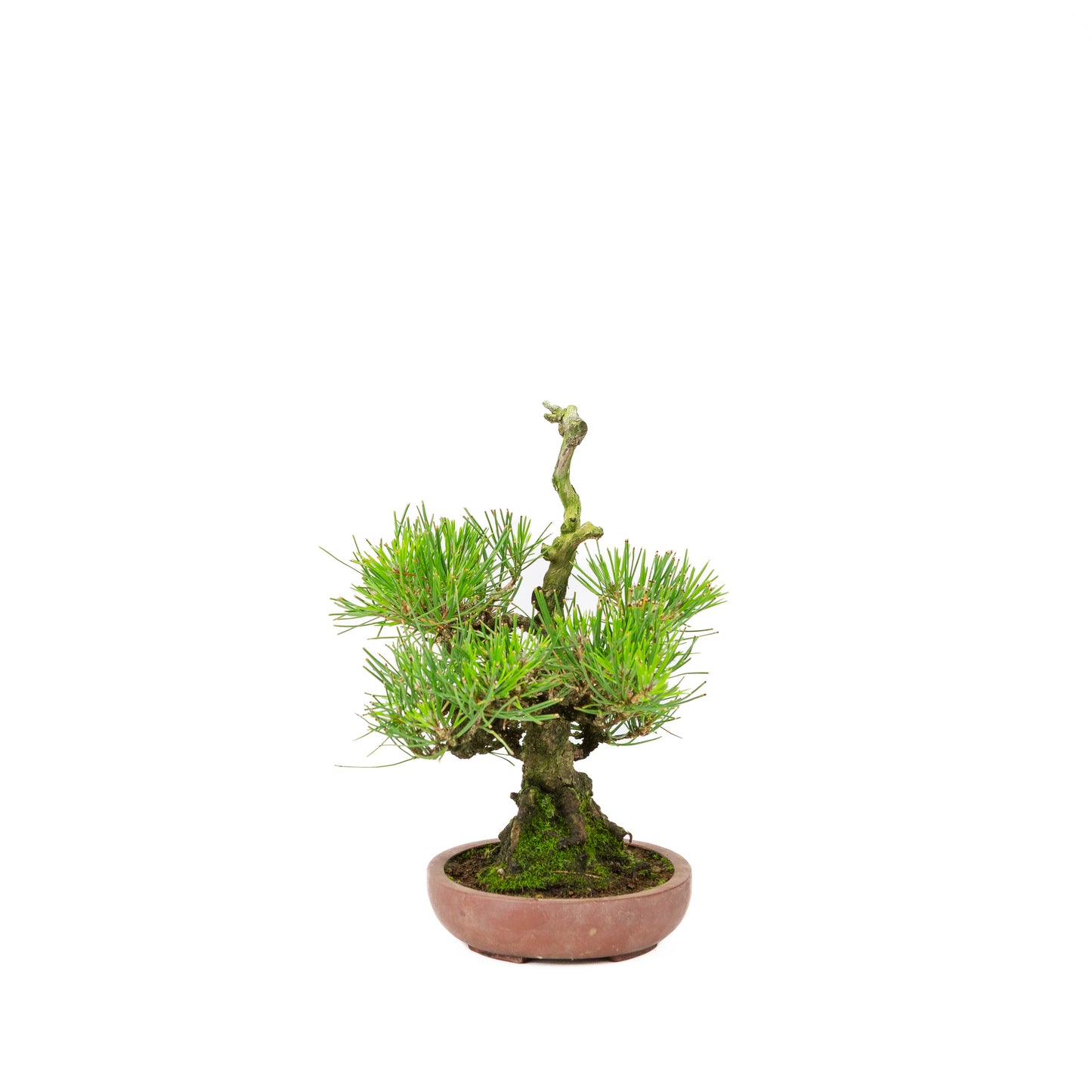 Pinus thunbergii pot non émaillé 15 cm, hauteur ~25 cm