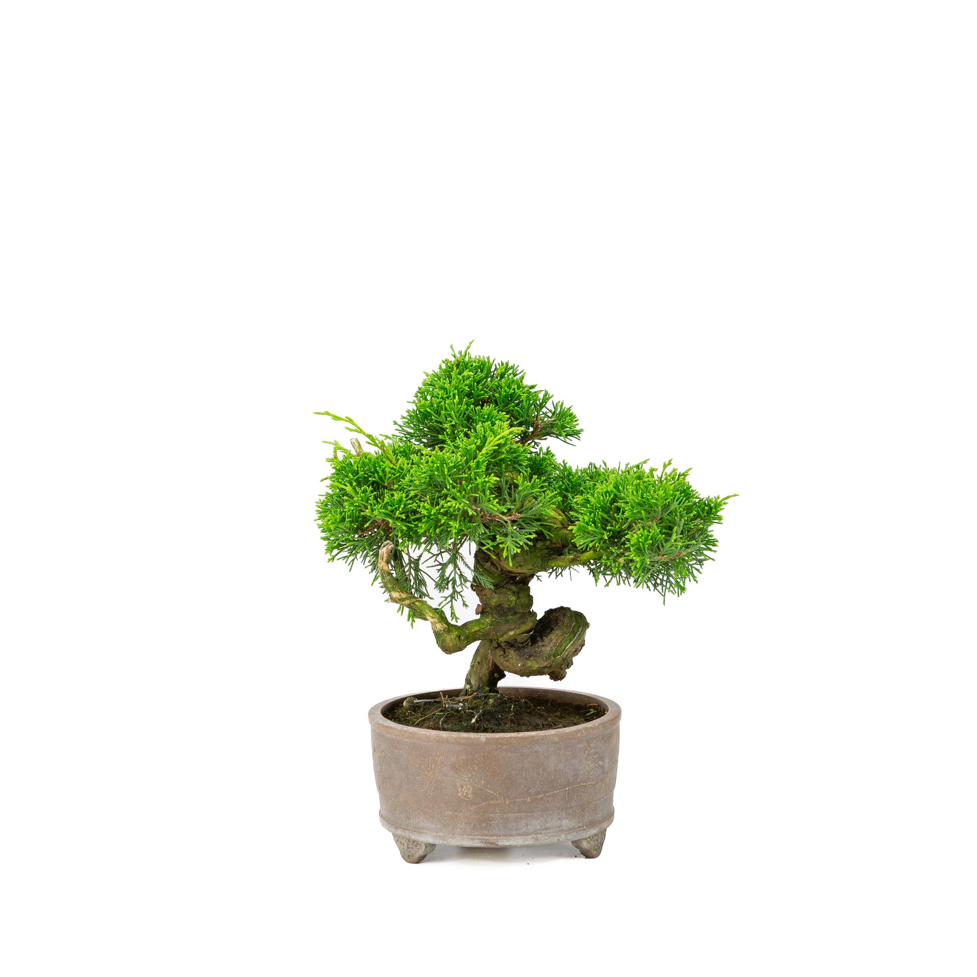 Juniperus chinensis pot non émaillé 14 cm, hauteur ~27 cm
