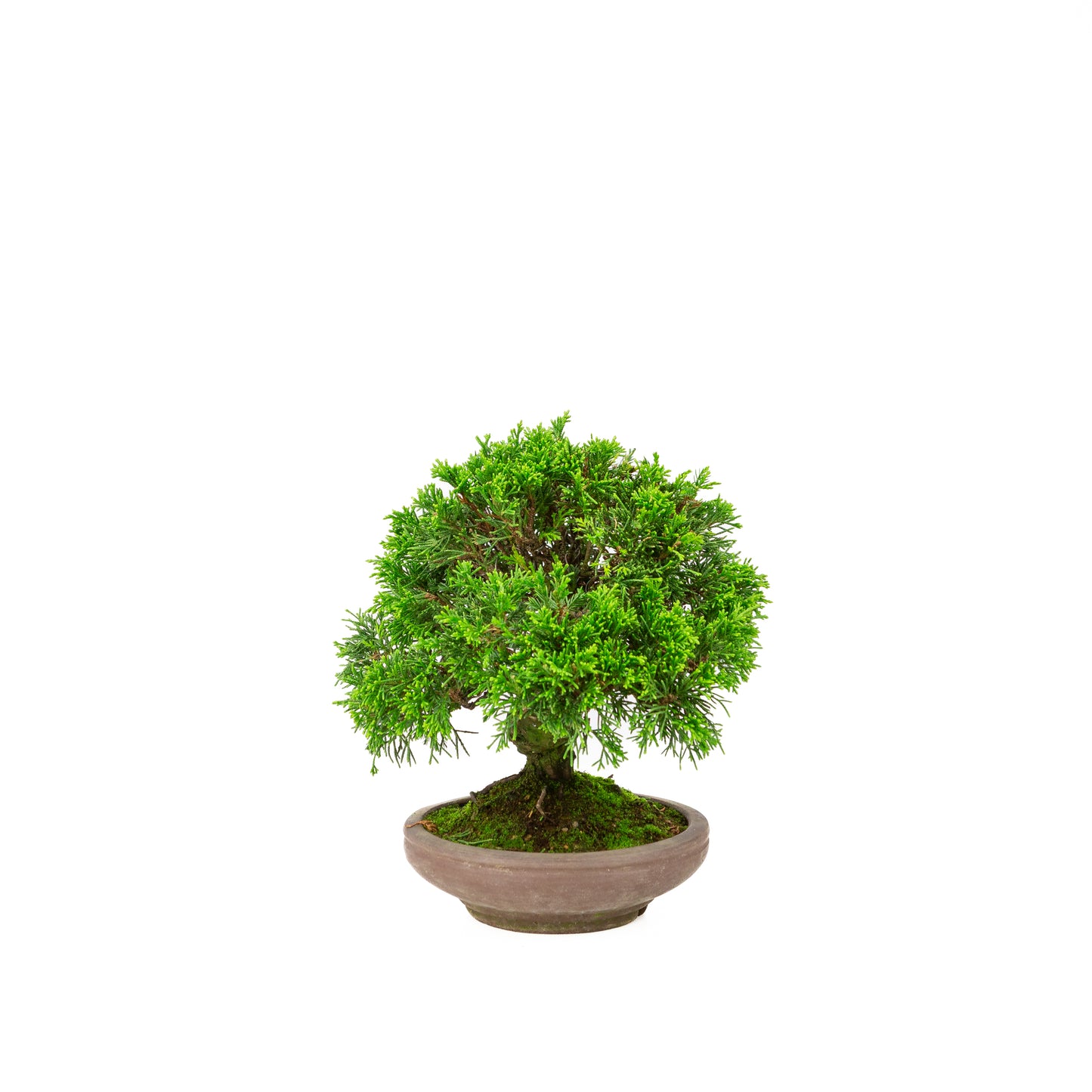 Juniperus chinensis pot non émaillé 15 cm, hauteur ~24 cm