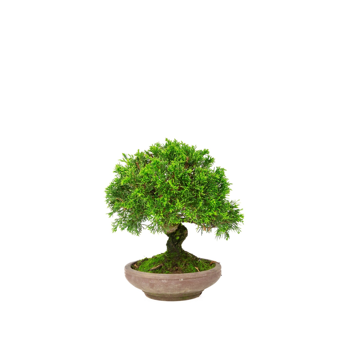 Juniperus chinensis non émaillé pot 15 cm, hauteur ~24 cm