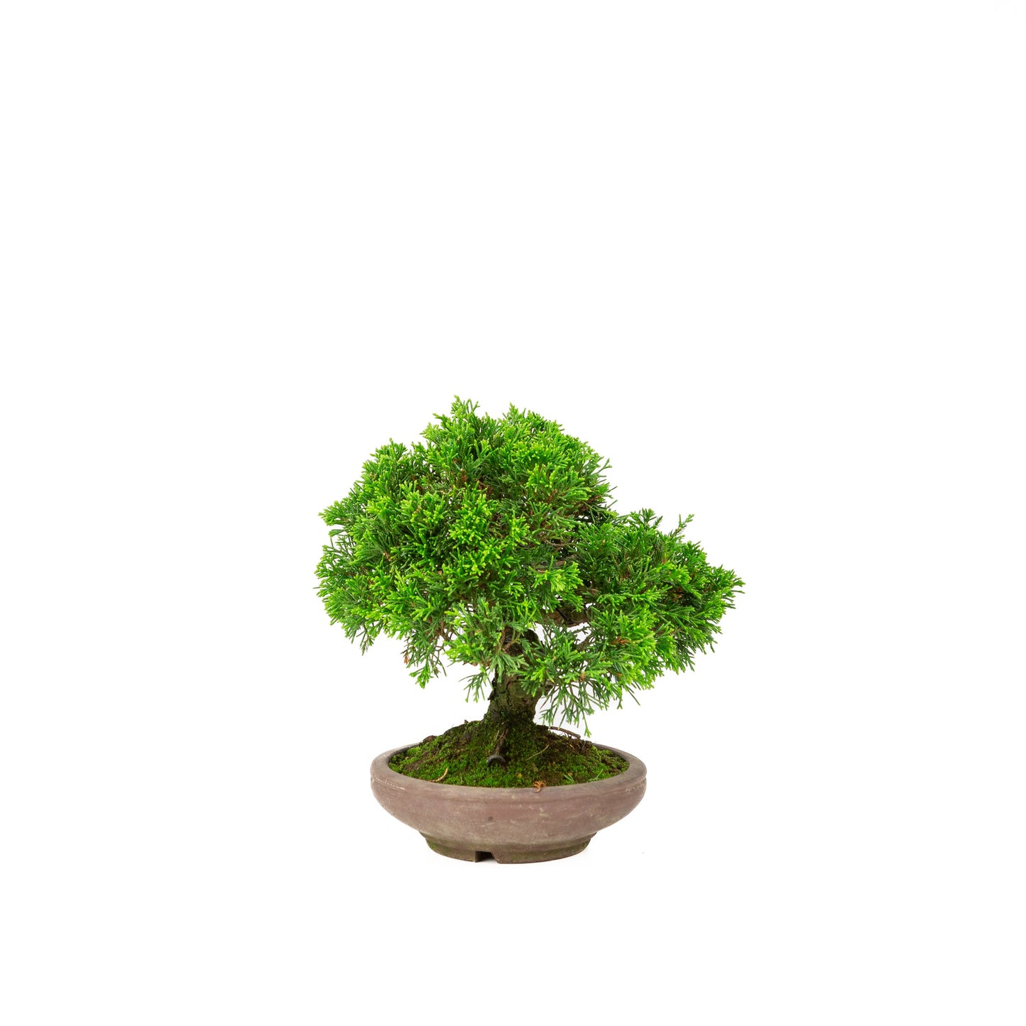 Juniperus chinensis non émaillé pot 15 cm, hauteur ~24 cm