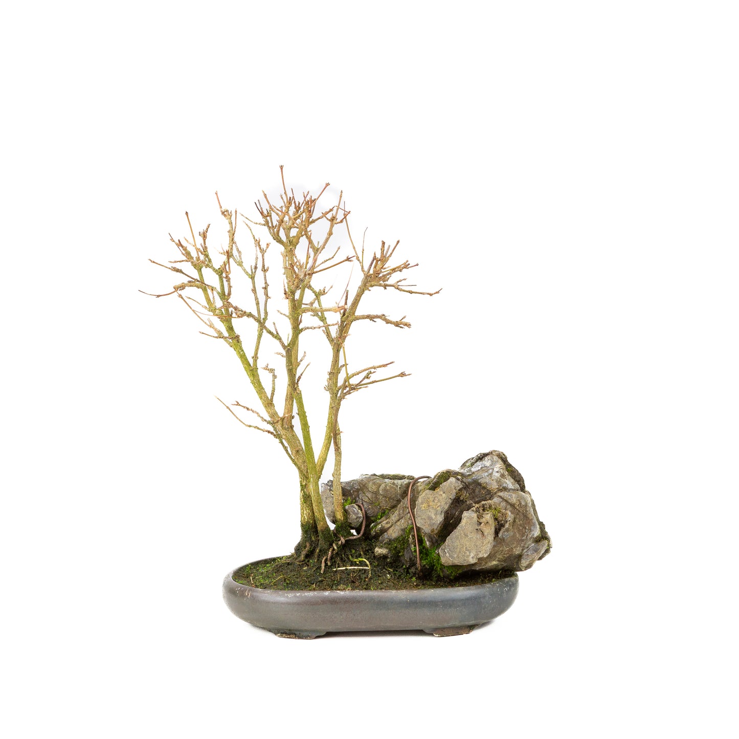 Acer buergerianum avec pot rond brun pierre 20 cm, hauteur ~31 cm