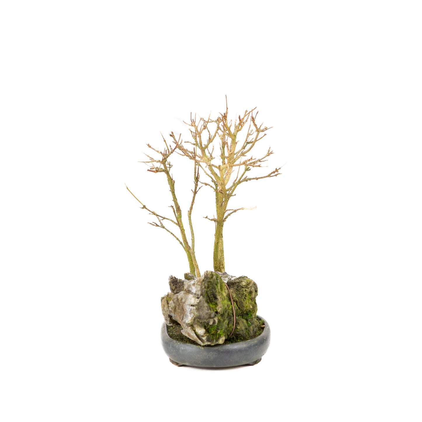 Acer buergerianum avec pot rond brun pierre 20 cm, hauteur ~31 cm